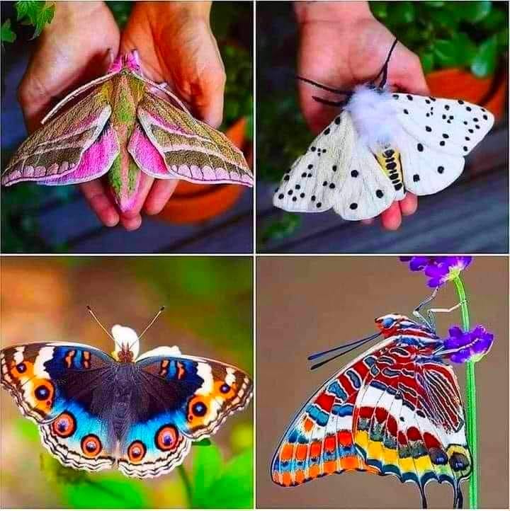 vier vlinders heb het leven lief